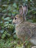 Snowshoe Hare Nibbles on Wild Sweet Pea