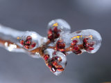 Ice Covered Buds on a Weeping Cherry Tree