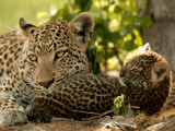 Leopard (Panthera Pardus) with Young Cub