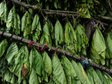 Tobacco Drying at a Plantation Outside Santo Domingo