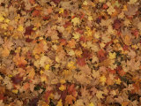 Fallen Autumn Sugar Maple Leaves in Minute Man National Historical Park