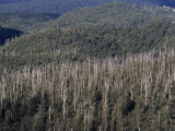 Cool Temperate Rain Forest with Emergent Dead Eucalypt Stags