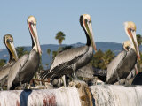 Group of Brown Pelicans Perch on a Pipe Above the Ocean