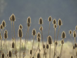 Buy Roadside Plants, Probably Genus Eryngium at AllPosters.com