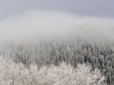Buy Brief Snowfall Lightly Covers Trees in a White Blanket at AllPosters.com