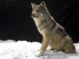 Mexican Gray Wolf at the Wild Canid Survival and Research Center