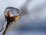 Ice Covered Buds on a Weeping Cherry Tree