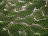 Buy Sprinklers Irrigating Crops Outside Cape Town at AllPosters.com