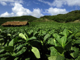 Fields of Tobacco at a Plantation Outside Santo Domingo