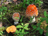 Buy Poisonous Amanita, Fly Agaric Mushroom Among Mosses at AllPosters.com
