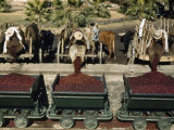 Men Deliver Ripe Coffee Berries to El Molino Mill for Processing