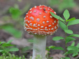 Buy Fly on a Poisonous Amanita, Fly Agaric Mushroom at AllPosters.com