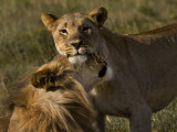 Male and Female African Lions, Panthera Leo, Nuzzling