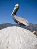 California Brown Pelican (Pelecanus Occidentalis) Perches on Buoy