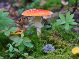 Buy Poisonous Amanita, Fly Agaric Mushroom Among Mosses at AllPosters.com