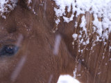 Buy Close Up of a Horse's Head with a Dusting of Snow on It at AllPosters.com