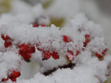 Buy Cluster of Elderberries Covered in a Dusting of Snow at AllPosters.com
