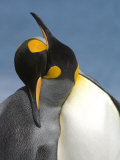Buy Pair of King Penguins Necking and Courting at AllPosters.com