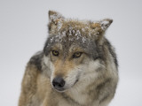 Mexican Gray Wolf at the Wild Canid Survival and Research Center
