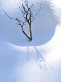 Buy Young Cottonwood Tree in a Blanket of Snow at AllPosters.com
