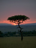 Buy Gorgeous Sunset Behind a Silhouetted Acacia Tree at AllPosters.com