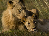 Buy Male and Female African Lions, Panthera Leo, Nuzzling at AllPosters.com