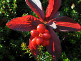 Buy Bright Red Cluster of Ground Dogwood, Bunchberries in the Fall at AllPosters.com