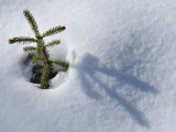 Buy Young Spruce Tree Surrounded by a Blanket of Snow at AllPosters.com