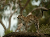 Leopard (Panthera Pardus) Stands on a Tree Branch
