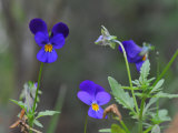 Buy Cluster of Wild Johnny Jump Up Flowers at AllPosters.com
