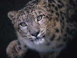 Curious, Predatory Stare of a Female Snow Leopard Stalking Prey