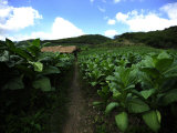 Fields of Tobacco at a Plantation Outside Santo Domingo