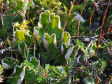 Buy Ground Cover of Lichens and Other Small Plants at AllPosters.com