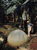 Buy Woman Studies Large Manmade Stone Sphere Resting in Banana Field at AllPosters.com