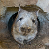 Southern Hairy-Nosed Wombat Coming Out of Den in Curiosity