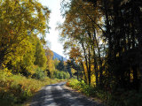 Buy Gravel Road Lined with Trees and Forest, with Mountain in Distance at AllPosters.com
