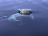 Polar Bear Swimming in Icy Arctic Waters