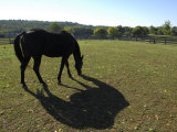 Buy Black Tennesee Walker Horse Grazing and Casting a Shadow at AllPosters.com