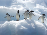 Adelie Penguins Lined Up on an Iceberg