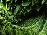 Tobacco Drying at a Plantation Outside Santo Domingo