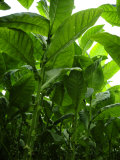 Tobacco Growing at a Plantation Outside Santo Domingo