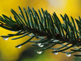 Buy Raindrops on the Needles of a Spruce Tree at AllPosters.com