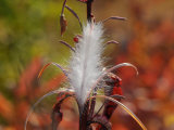 Buy Tufted Seeds of the Fireweed Plant, Ready for Dispersal on the Wind at AllPosters.com