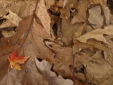 Small Colorful Maple Leaf Lying Atop Brown Oak Leaves