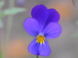 Buy Close Up of a Wild Johnny Jump Up Flower at AllPosters.com