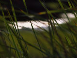Buy Marsh Grasses Sway in the Breeze with Water in the Background at AllPosters.com