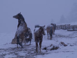 Buy Horses in a Fenced Field on a Snowy Evening at AllPosters.com