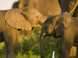African Elephant (Loxodonta Africana)Calf