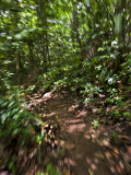 Blurred Motion Shot Going Down a Rain Forest Path