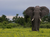 Buy African Elephant Walking Through a Plain of Blooming Wildflowers at AllPosters.com